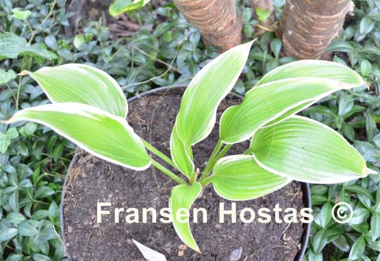 Hosta Unexpected Pleasure